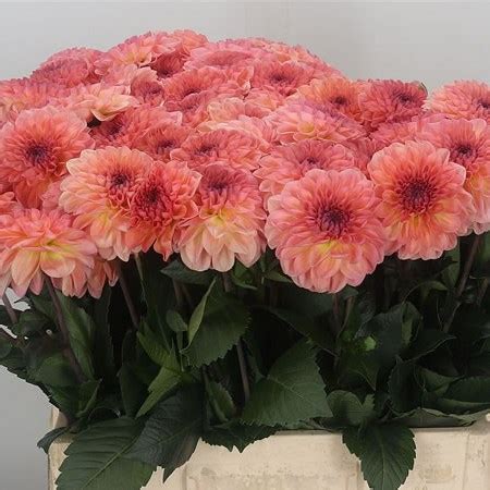 dahlia chanel|dahlia Chanel 60cm.